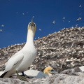 Northern Gannets (Morus bassanus) 1, Bass Rock, Scotland, UK
